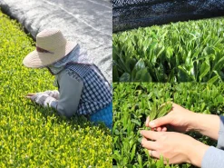 ORYOKI Mizudashi (Tee Kalt Aufgießen)|Grüner Tee Oryoki*Gensen Tezumi Shincha, Bio, Super-Premium