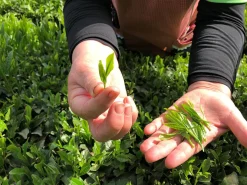 ORYOKI Mizudashi (Tee Kalt Aufgießen)|Grüner Tee Oryoki*Gensen Tezumi Shincha, Bio, Super-Premium