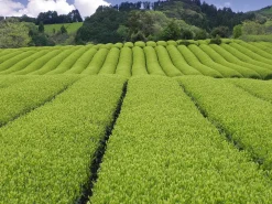 ORYOKI Mizudashi (Tee Kalt Aufgießen)|Grüner Tee Oryoki*Gyokuro Tokufu, Bio, Super-Premium