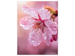 ORYOKI Wandbilder*Wandbild Sakura #3, farbig 3:4