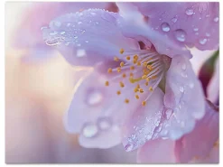 ORYOKI Wandbilder*Wandbild Sakura #4, farbig 4:3