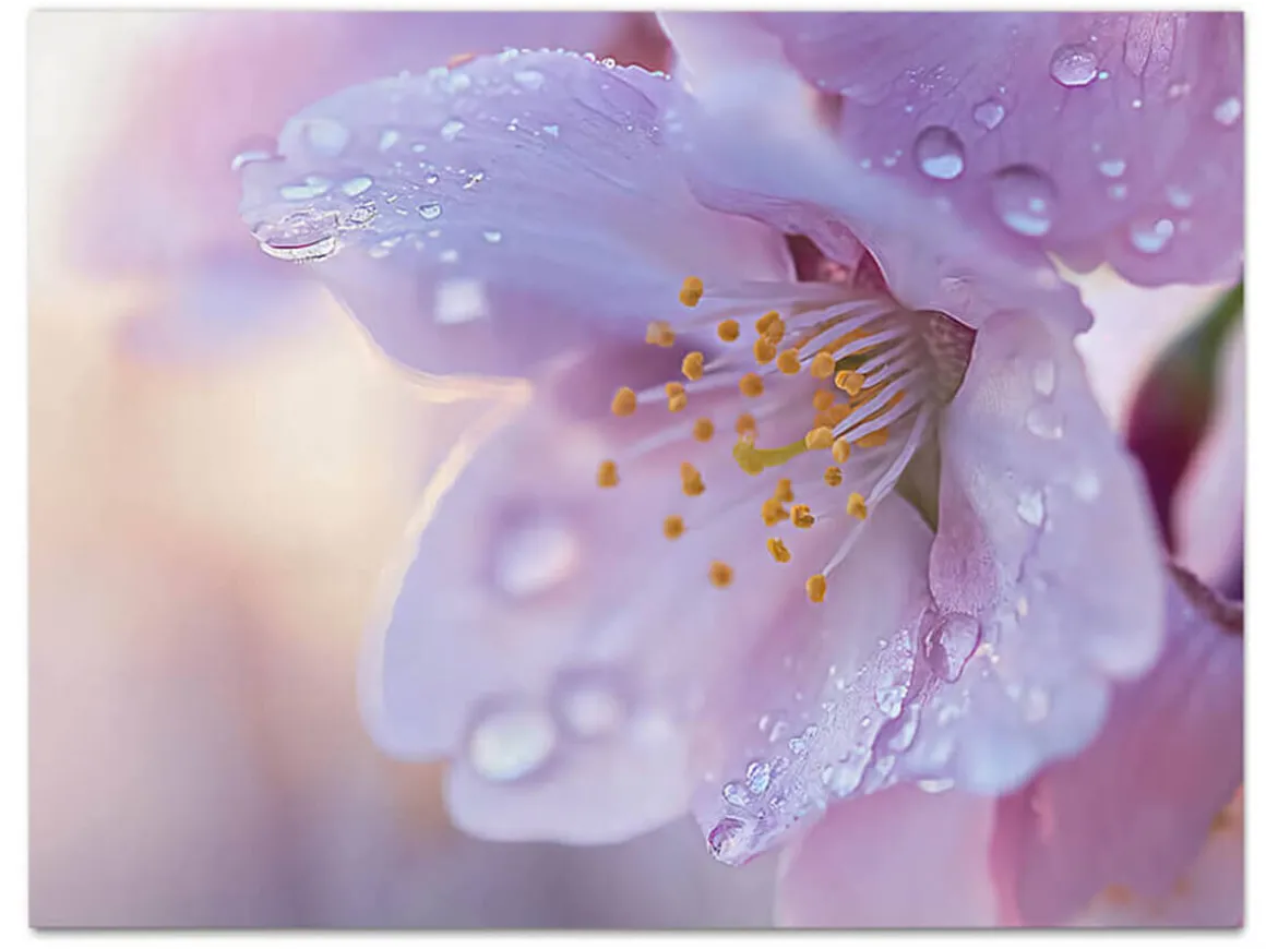 ORYOKI Wandbilder*Wandbild Sakura #4, farbig 4:3